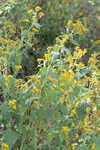 Yellow crownbeard
